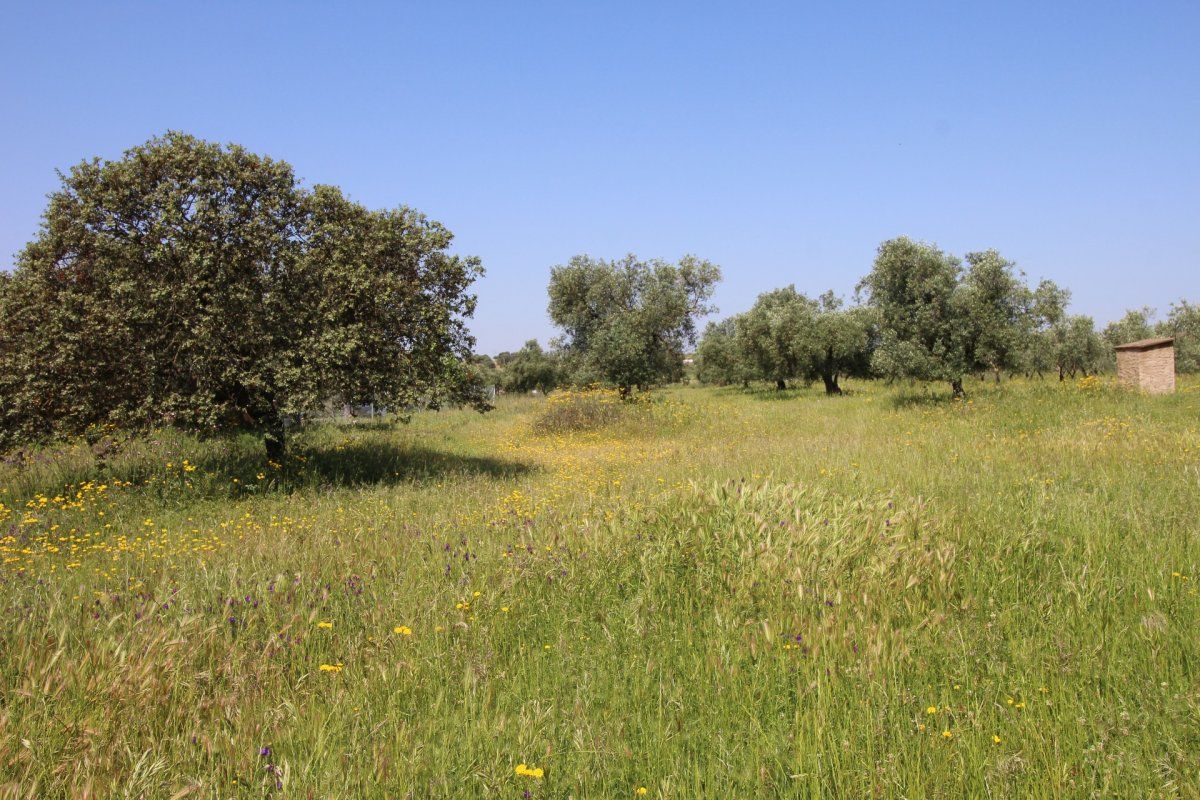 Land for sale in Esparragalejo