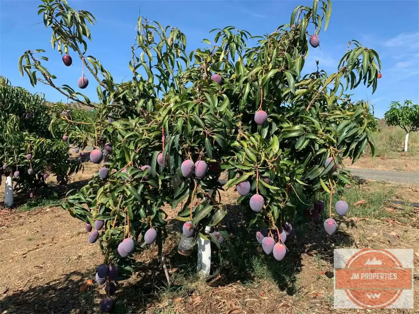 Jardín de Terreno en venta en Almáchar, Málaga