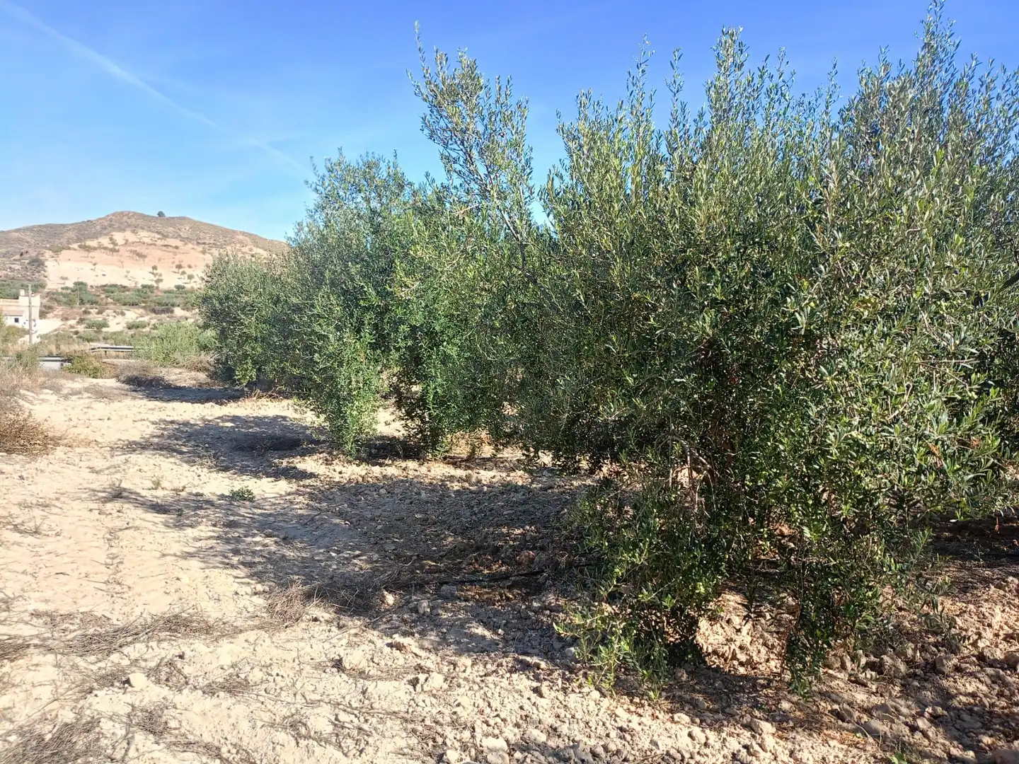 Residencial en venda en Lorca