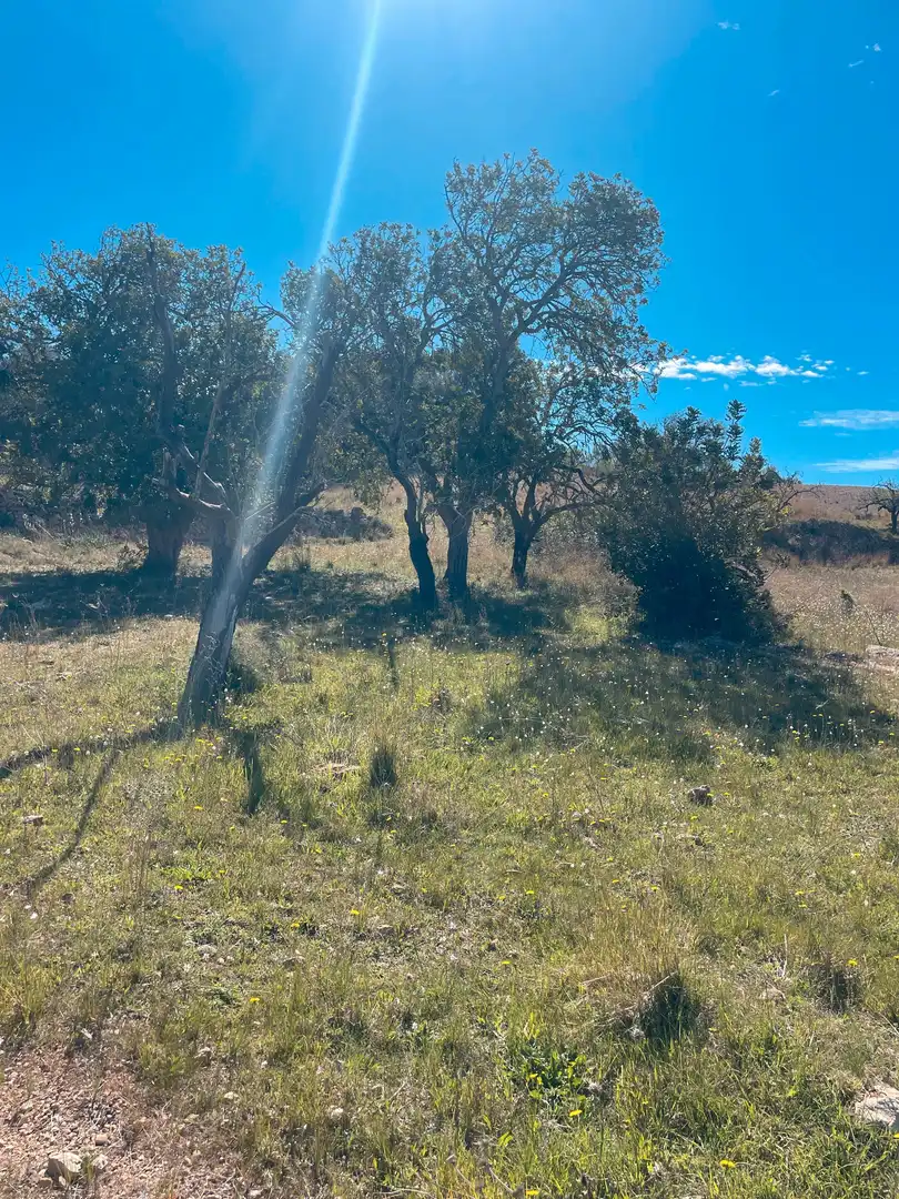Rural land for sale in Sant Llorenç des Cardassar, imagen 5