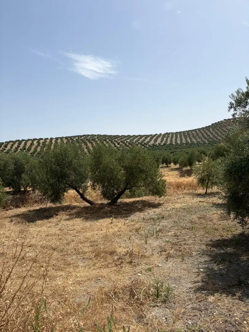 Land for sale in Santiago de Calatrava