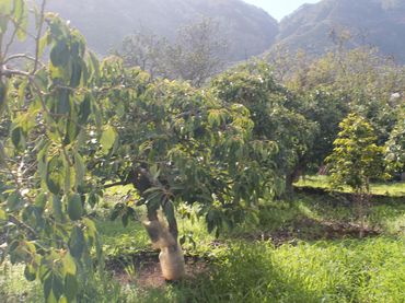 Terreno rústico en venta en Valsequillo de Gran Canaria