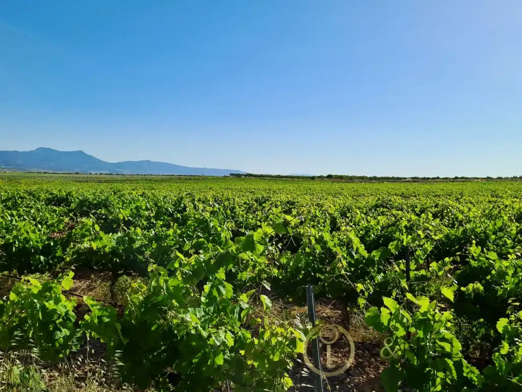 Casa o xalet en venda a Paraje La Alberquilla, Jumilla