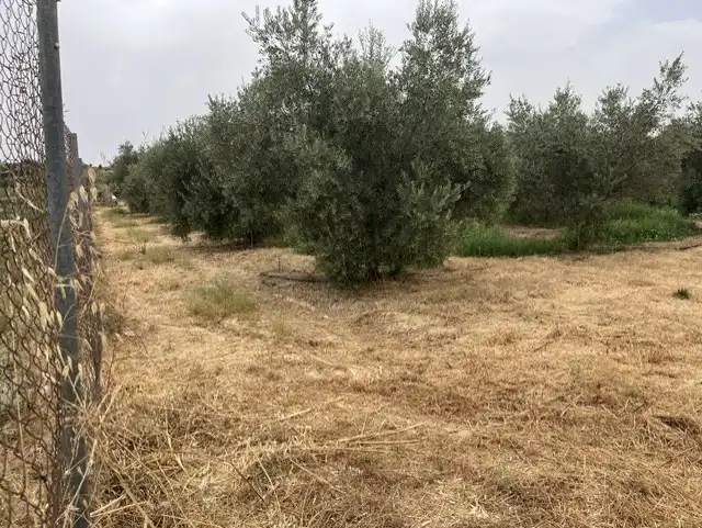Terreno rústico en venta en Villafranca de Córdoba, imagen 2