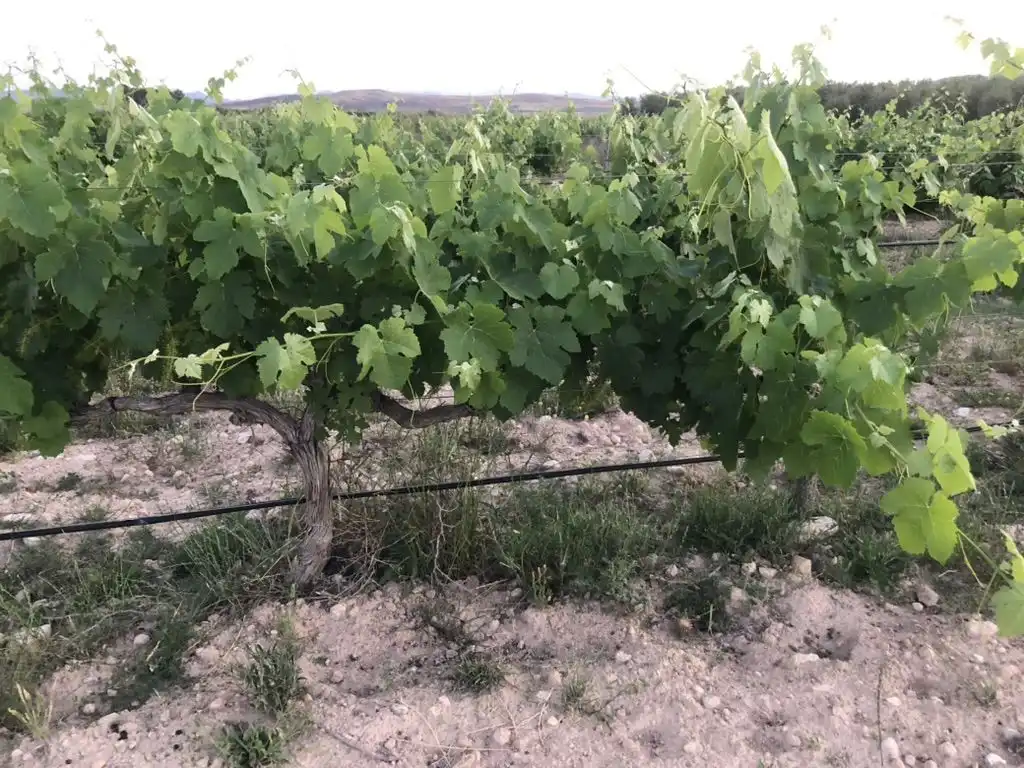 Terreni e lotti in vendita a Tobarra, imagen 2