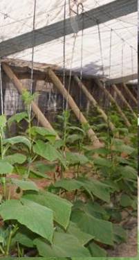 Terreno en Venta en Los Tablones - La Garnatilla