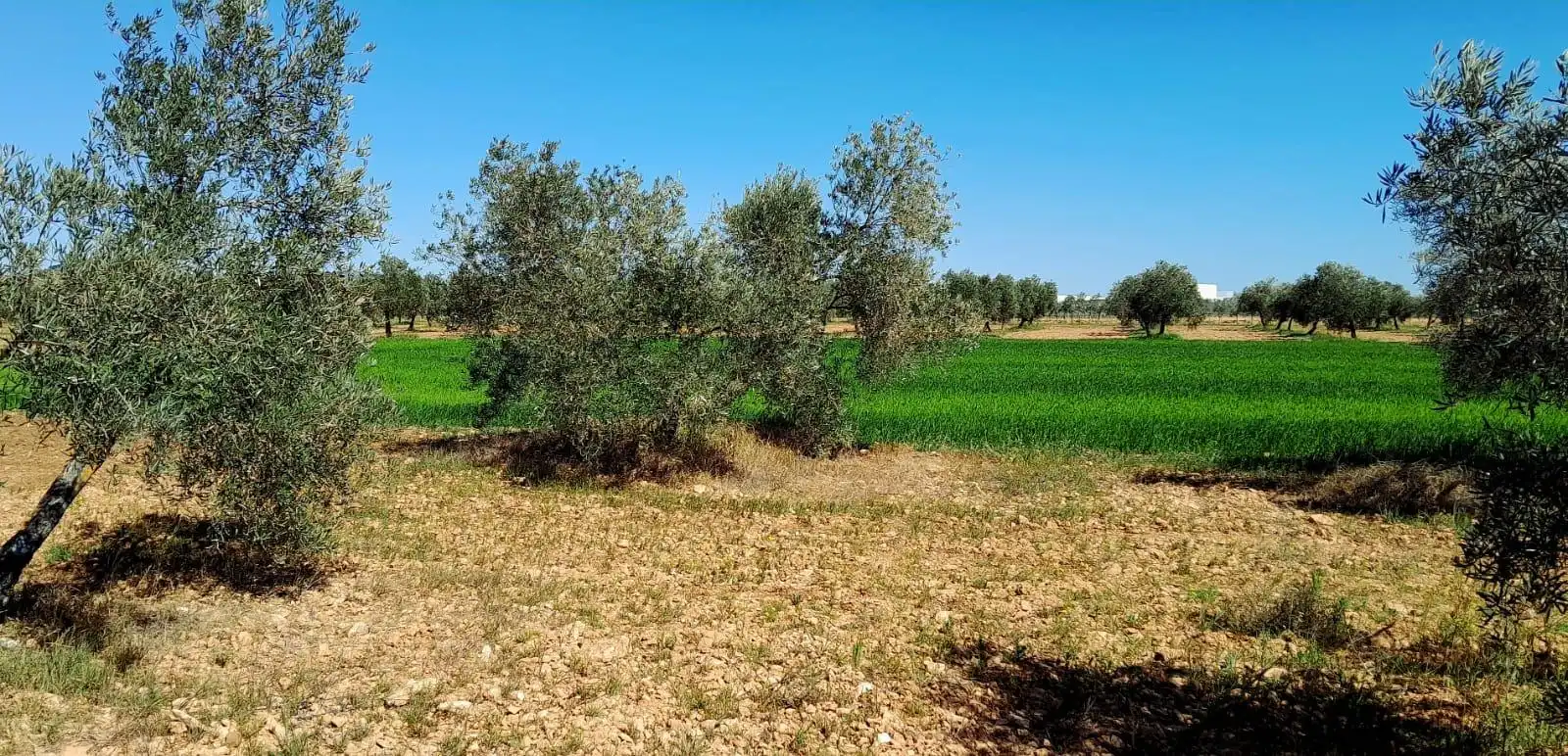 Rural land for sale in Valdepeñas, imagen 6