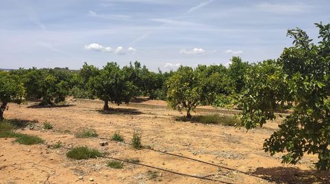 MAGNIFICO TERRENO CON NARANJOS EN PLENA PRODUCCION EN ANNA, immagine 4
