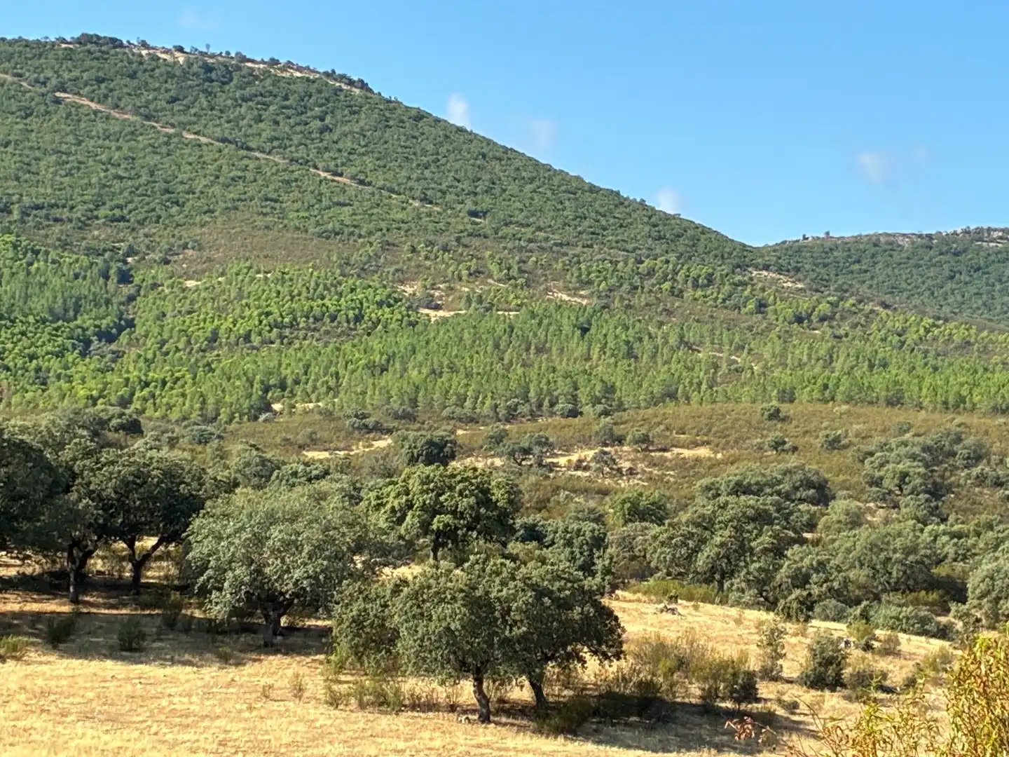 Rural land for sale in Puerto de San Vicente, imagen 7