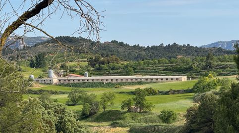 Valderrobres-Granja de cerdos con licencia