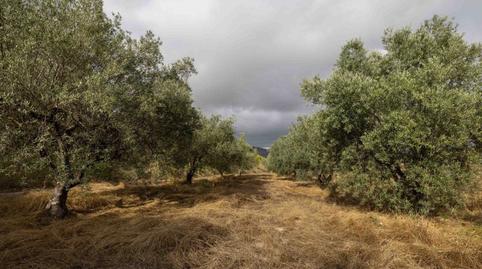Foto 5 de Finca rústica en venda a Parcela 147, y Parcela 162 Polígono 9, Bullas, Murcia