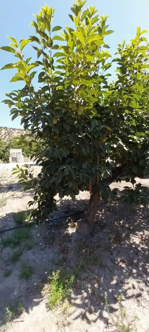 Country homes for sale in DISEMINADO, Castillo de Locubín