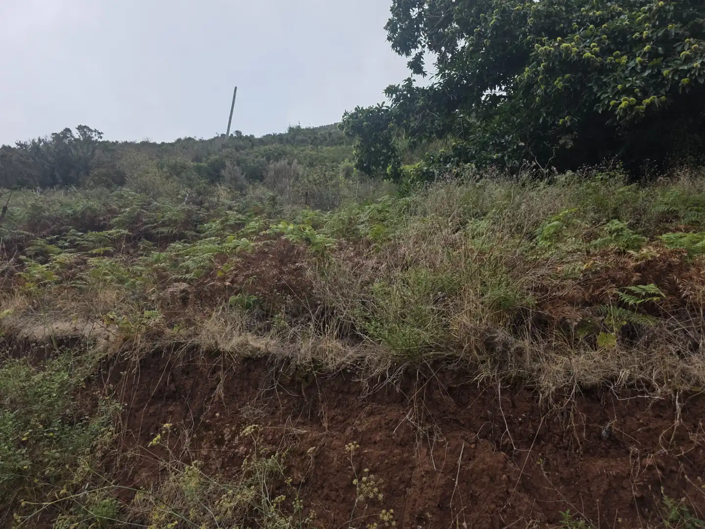 Rural land for sale in Camino las Peñuelas 11, imagen 12