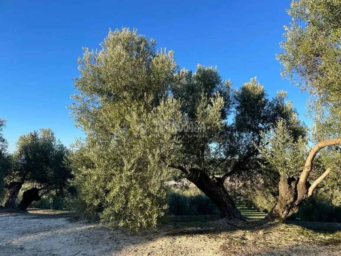 Terrenos y solares en venta en Úbeda, imagen 7