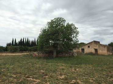 Terreno rústico en venta en Vial Camino 3