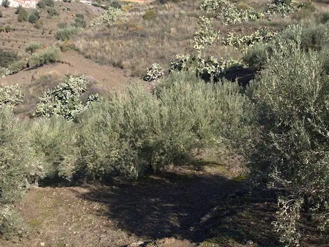 Terreni e lotti in vendita a Torrox Pueblo, imagen 9