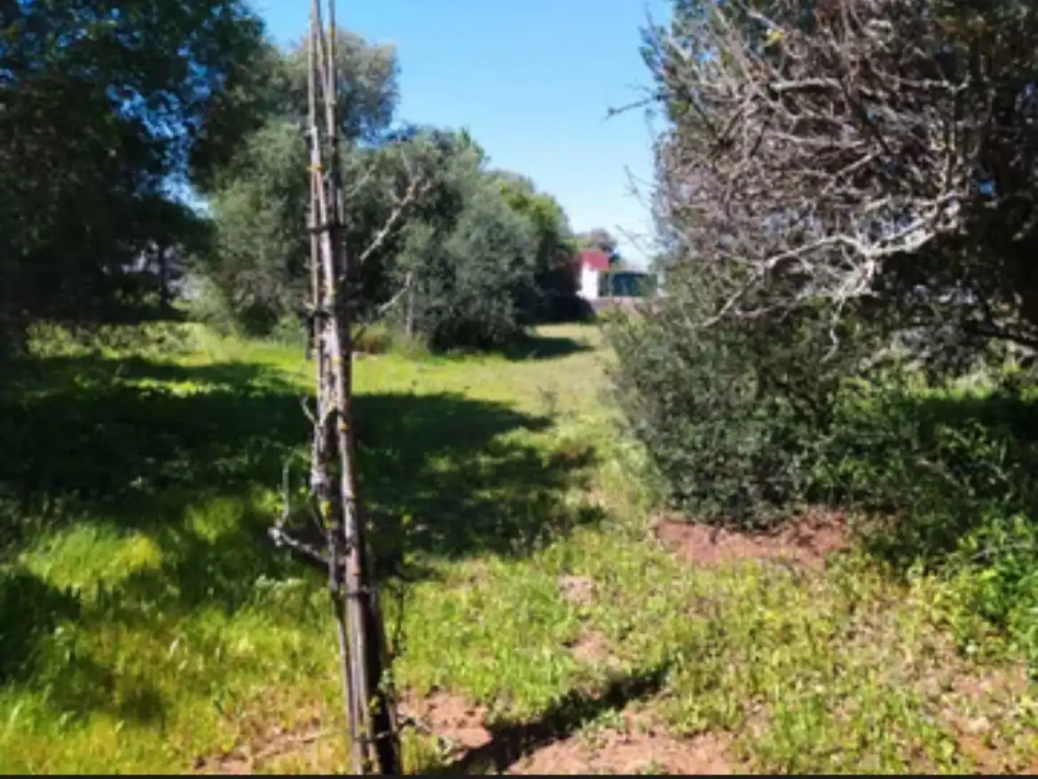 Finca rústica en venda en Barbate