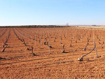 Terreno rustico in vendita a Calle Maldonado