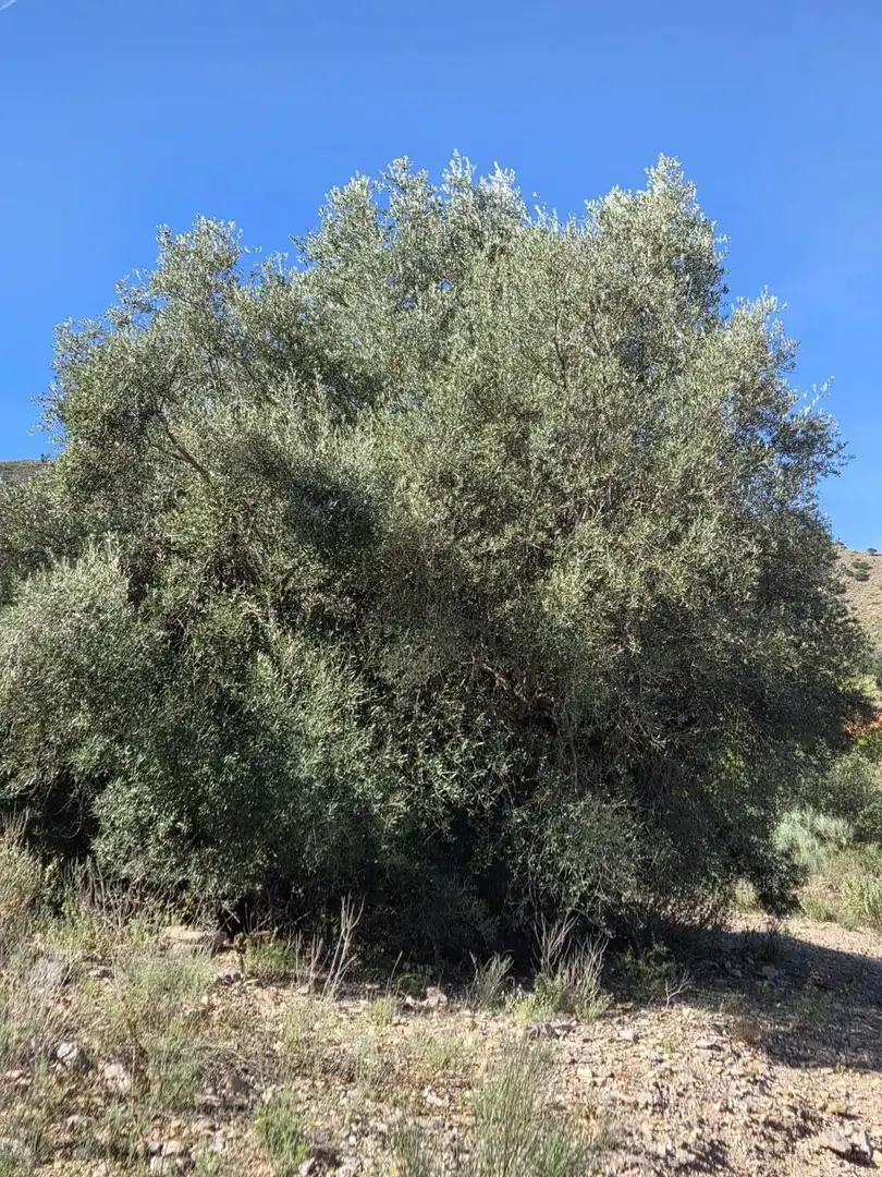 Lands and plots for sale in Diputación de Vizcaino, imagen 55