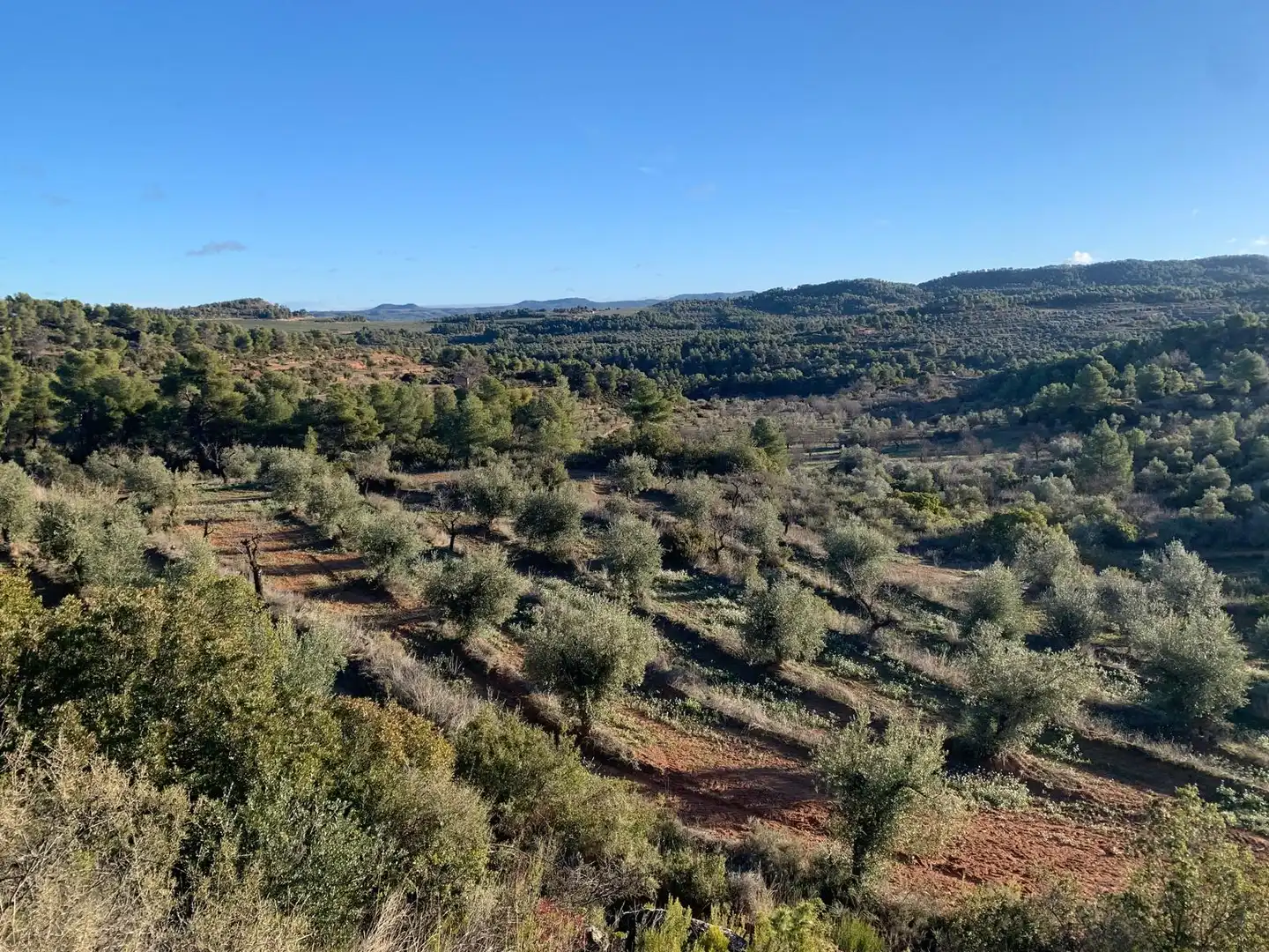 Terreno rustico in vendita a Juncosa, imagen 3