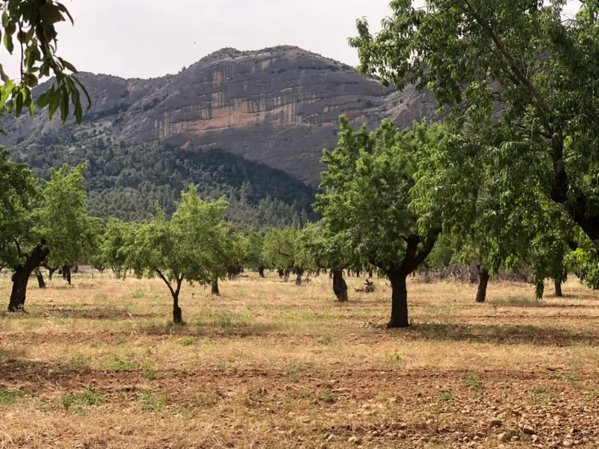Rural land for sale in Horta de Sant Joan, imagen 3