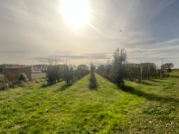Terrenys i solars en venda a Golmés