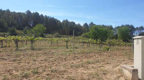 FINCA RUSTICA EN VENTA DE 24 Ha.