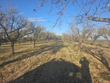 Terreno rústico en venta en Batea