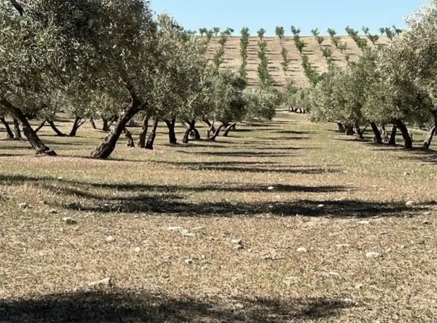 Vista exterior de Finca rústica en venda en Las Gabias