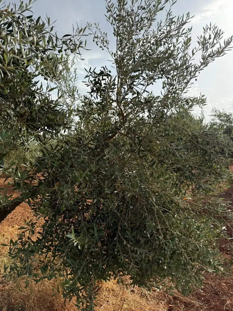 Terreni e lotti in vendita a Carmona, imagen 8