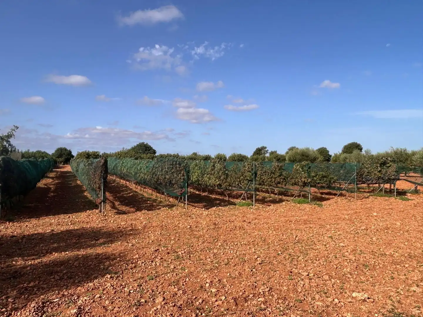 Country homes for sale in Felanitx Poble