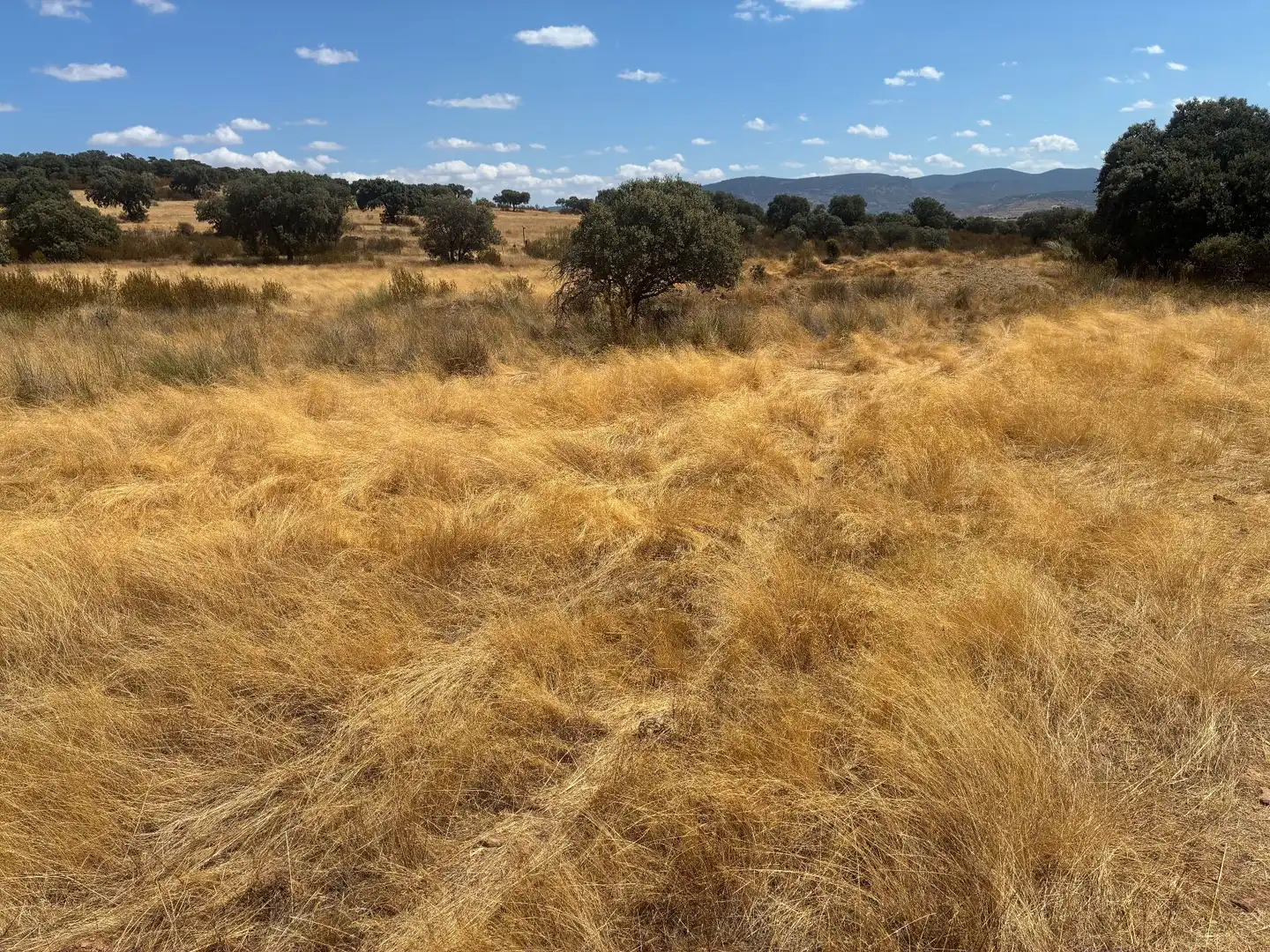 Terreno rustico in vendita a Mohedas de la Jara, imagen 23