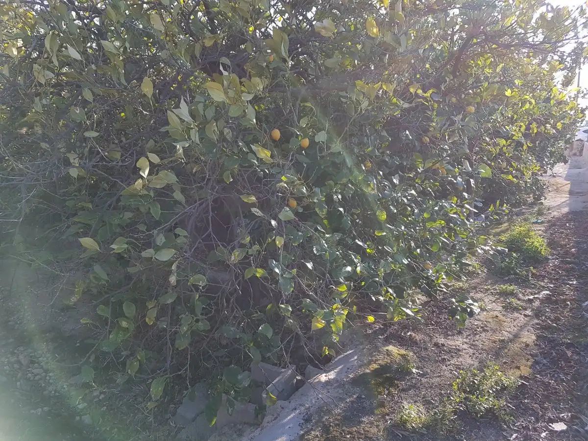 Finca rústica en venta en Ulea