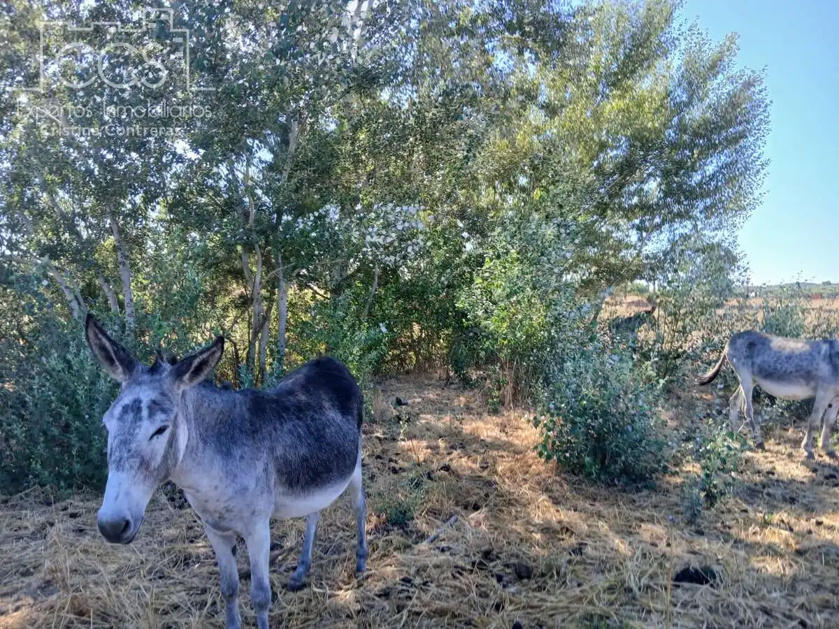 Terreni e lotti in vendita a Almonte ciudad, imagen 3