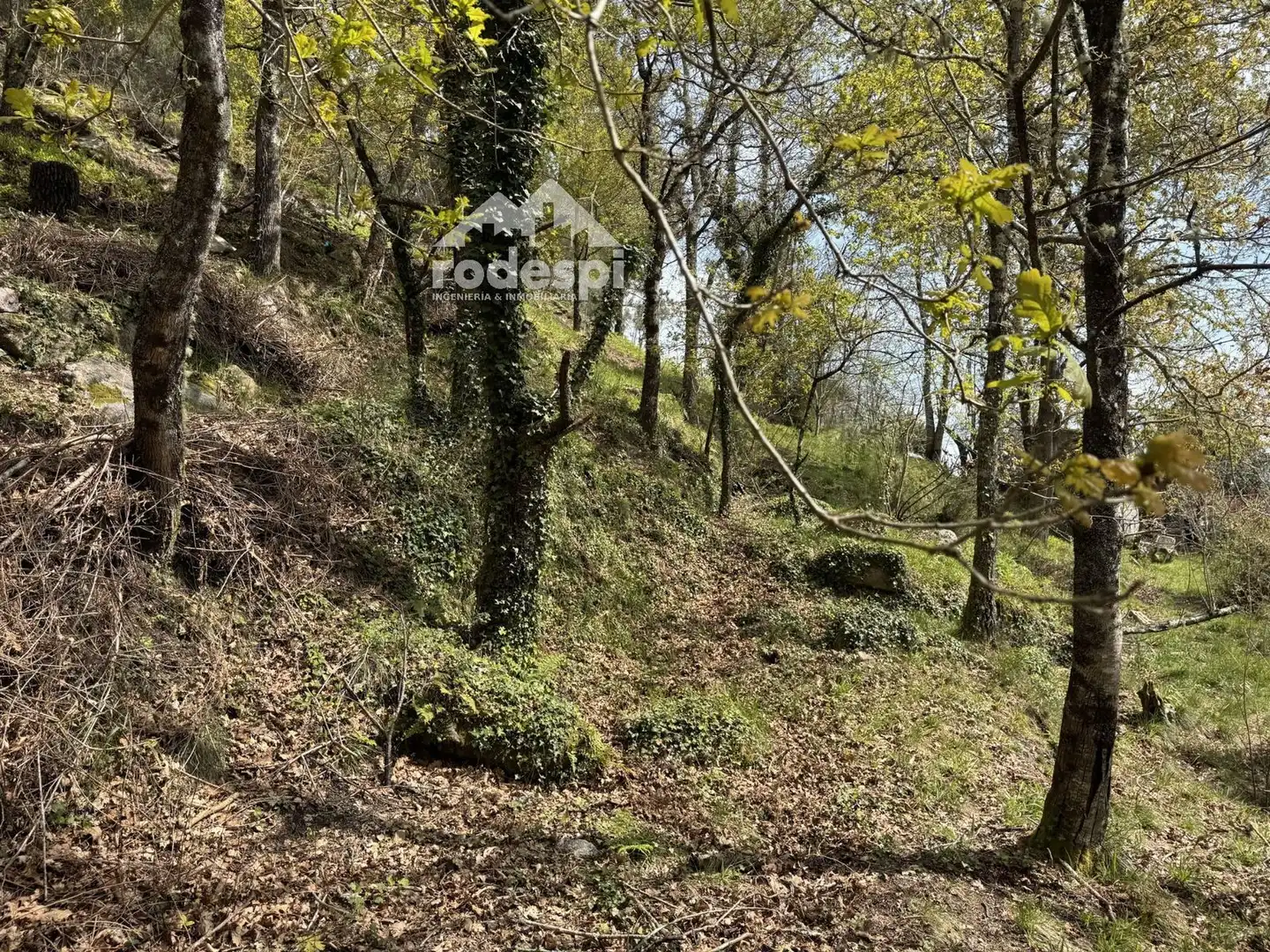 Rural land for sale in Arbo, imagen 12
