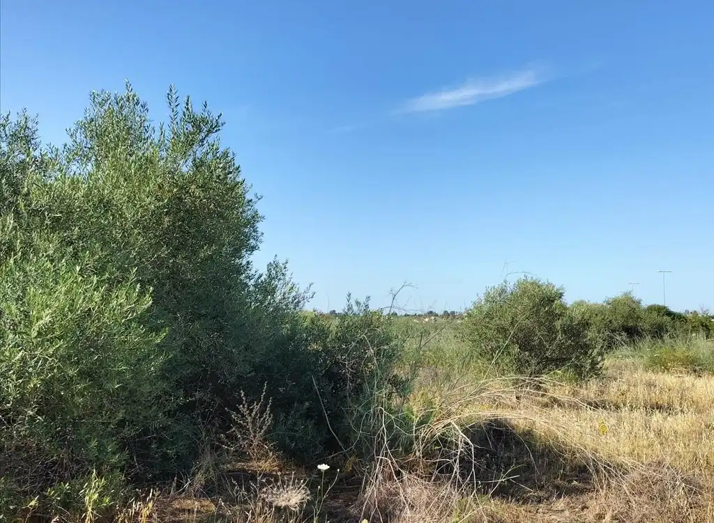Terreni e lotti in vendita a Carretera de Palomares, imagen 30