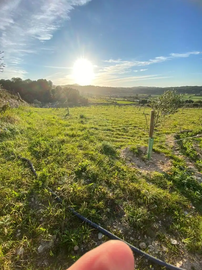 Terrain résidentiel à vendre à Algaida, imagen 6