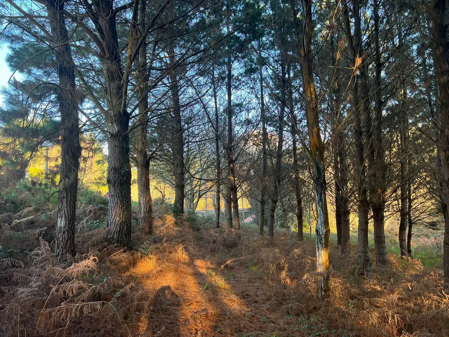 Terrenys i solars en venda a Sedes - Pedroso - Doso, imagen 5