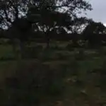 Rural land for sale in Topas, imagen 32