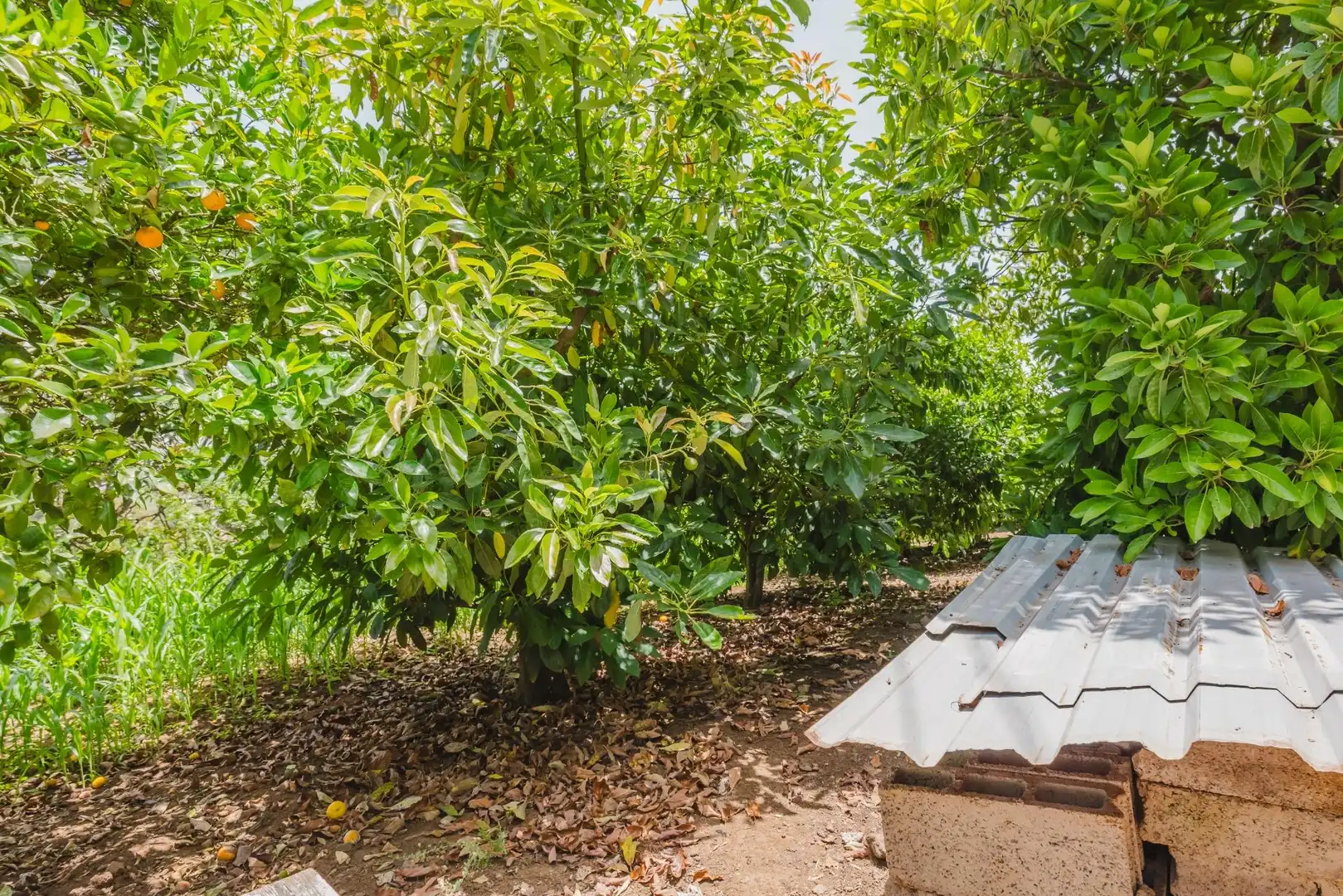 Jardín de Casa o chalet en venta en Teror con Jardín privado y Terraza