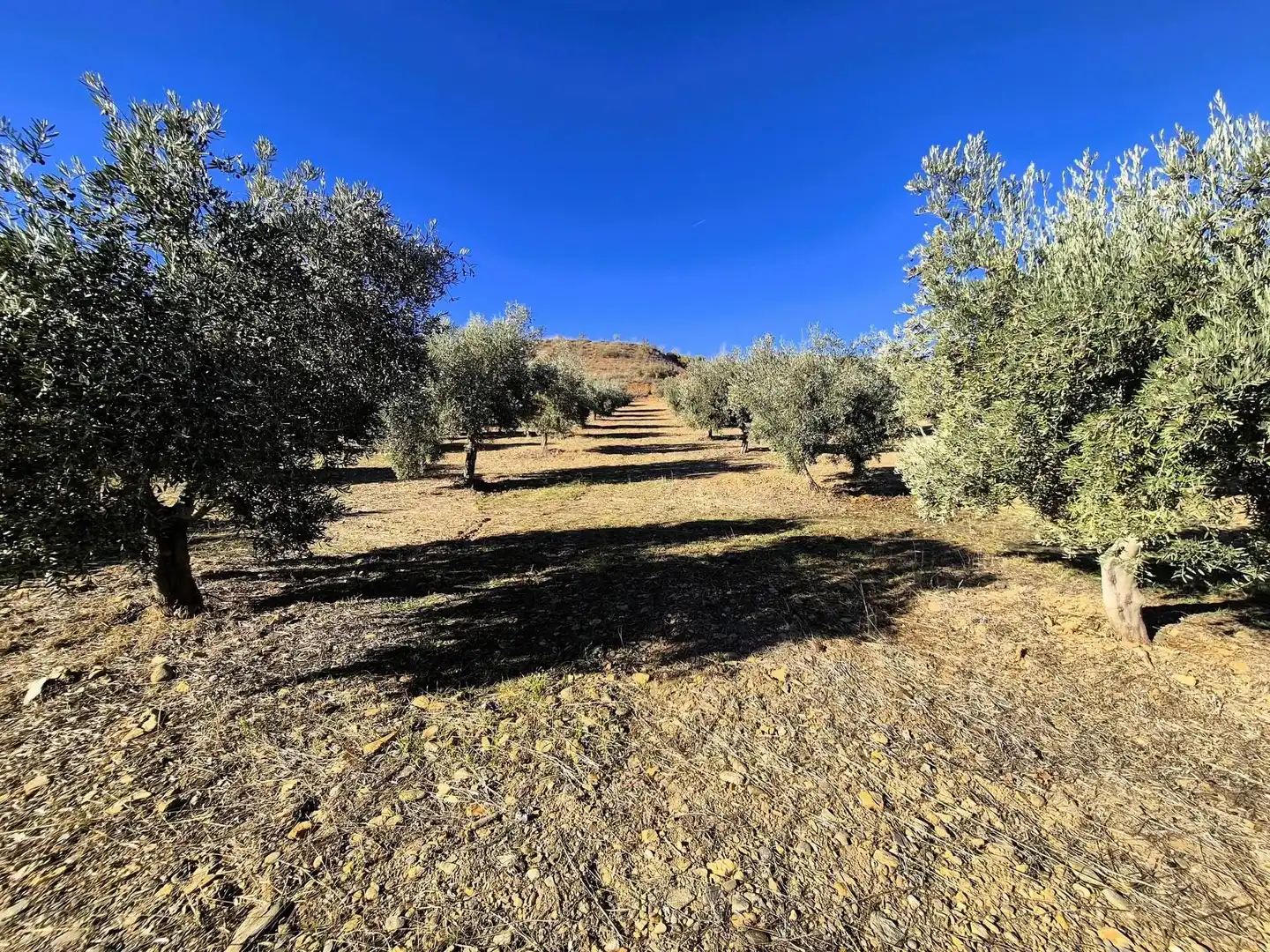 Terreno rústico en venta en Lanteira, imagen 12