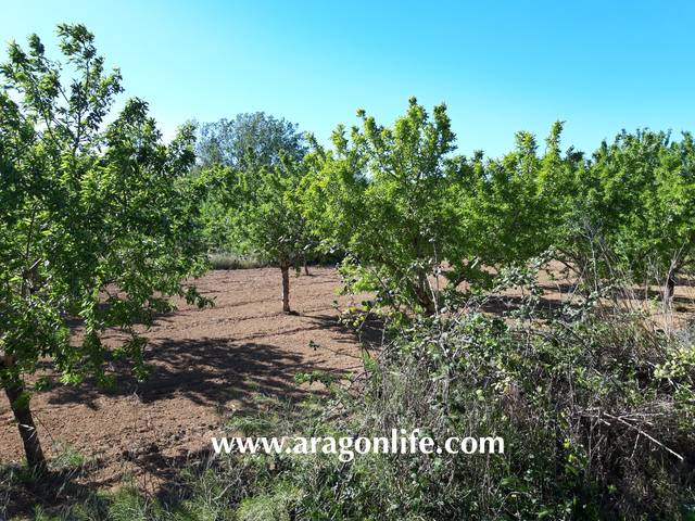 Terreno en Venta en Fabara