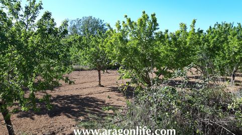 Huerta en Fabara. Al lado del río. 5.574m2. 22.000€