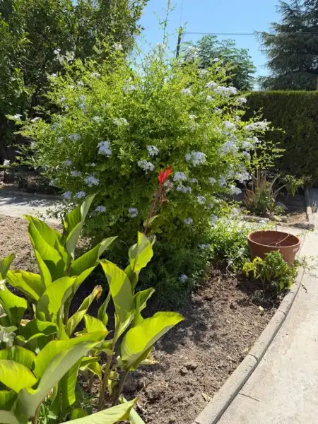 Jardín de Finca rústica en venta en Lucena