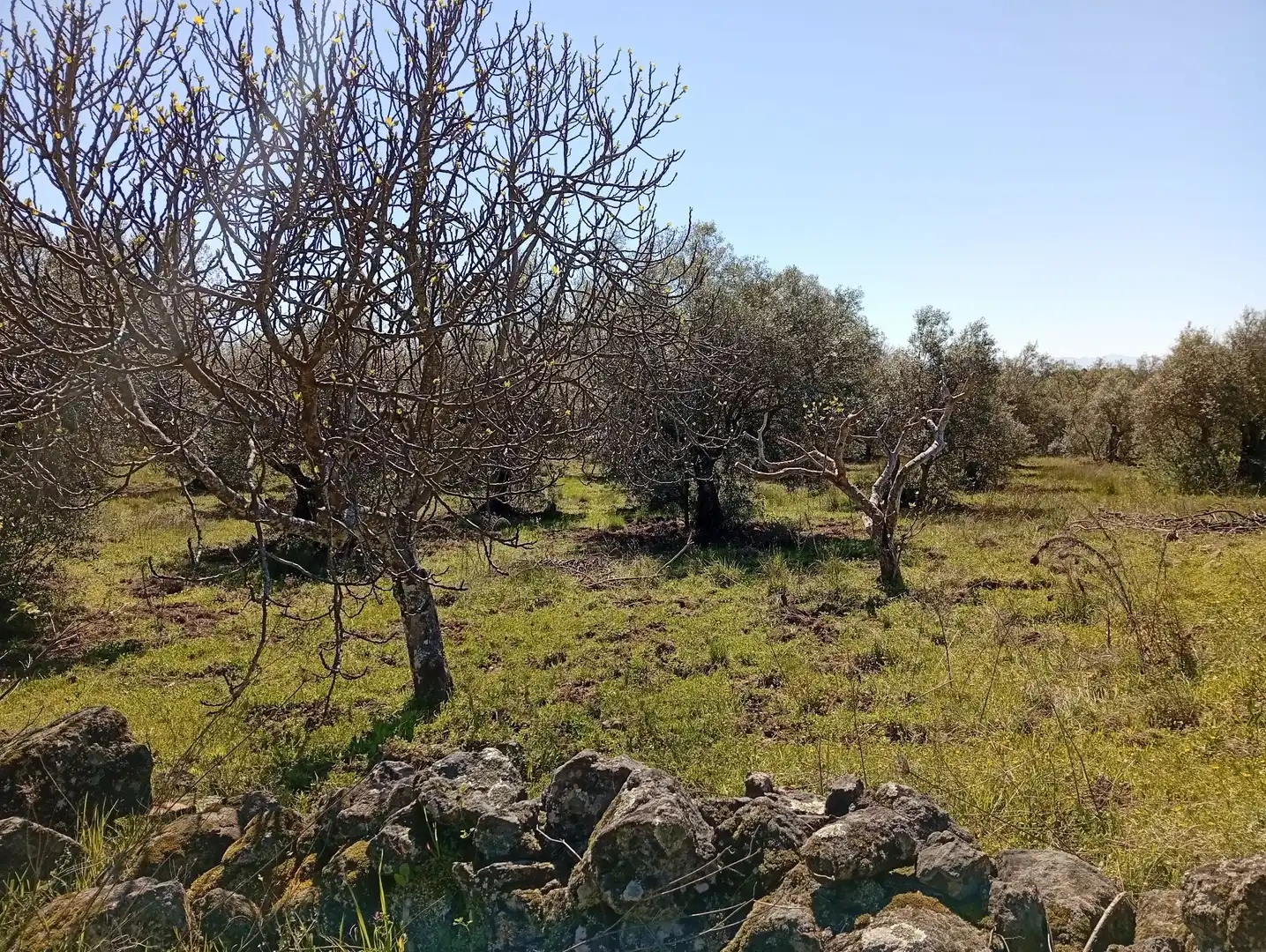 Terreni e lotti in vendita a Valverde de la Vera, imagen 11