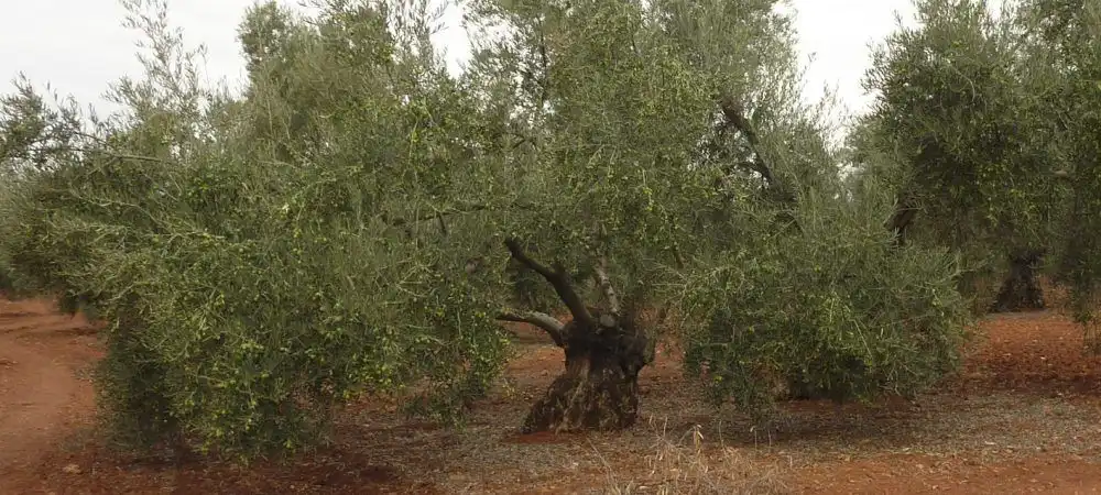 Terreni e lotti in vendita a Castillo de Locubín