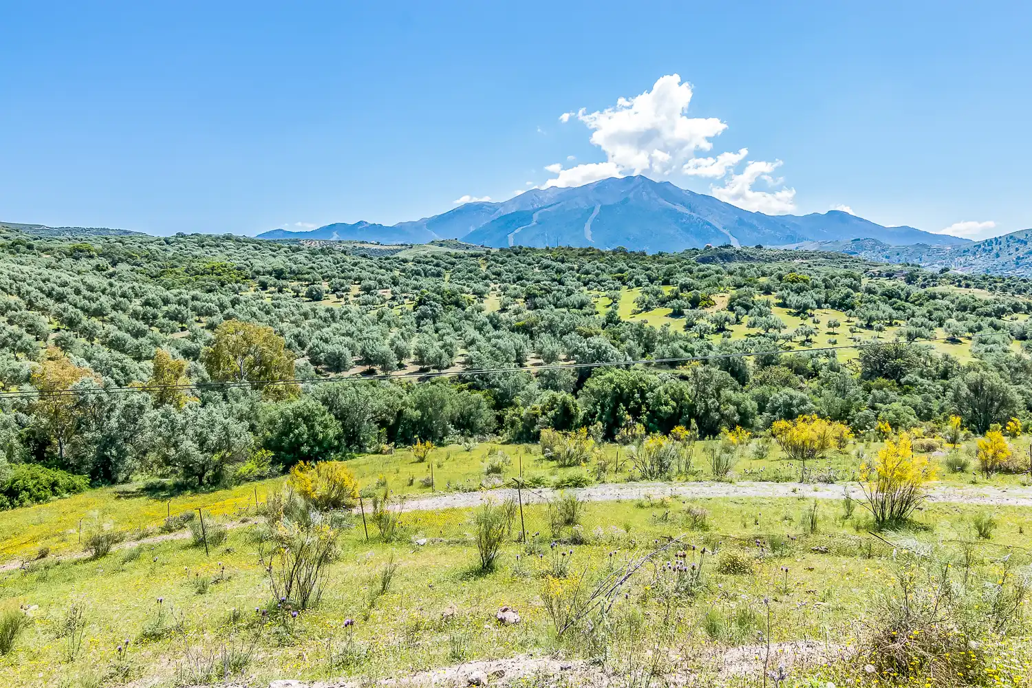 Rustikales Grundstück zum Verkauf in PT Cortijo alto, imagen 7