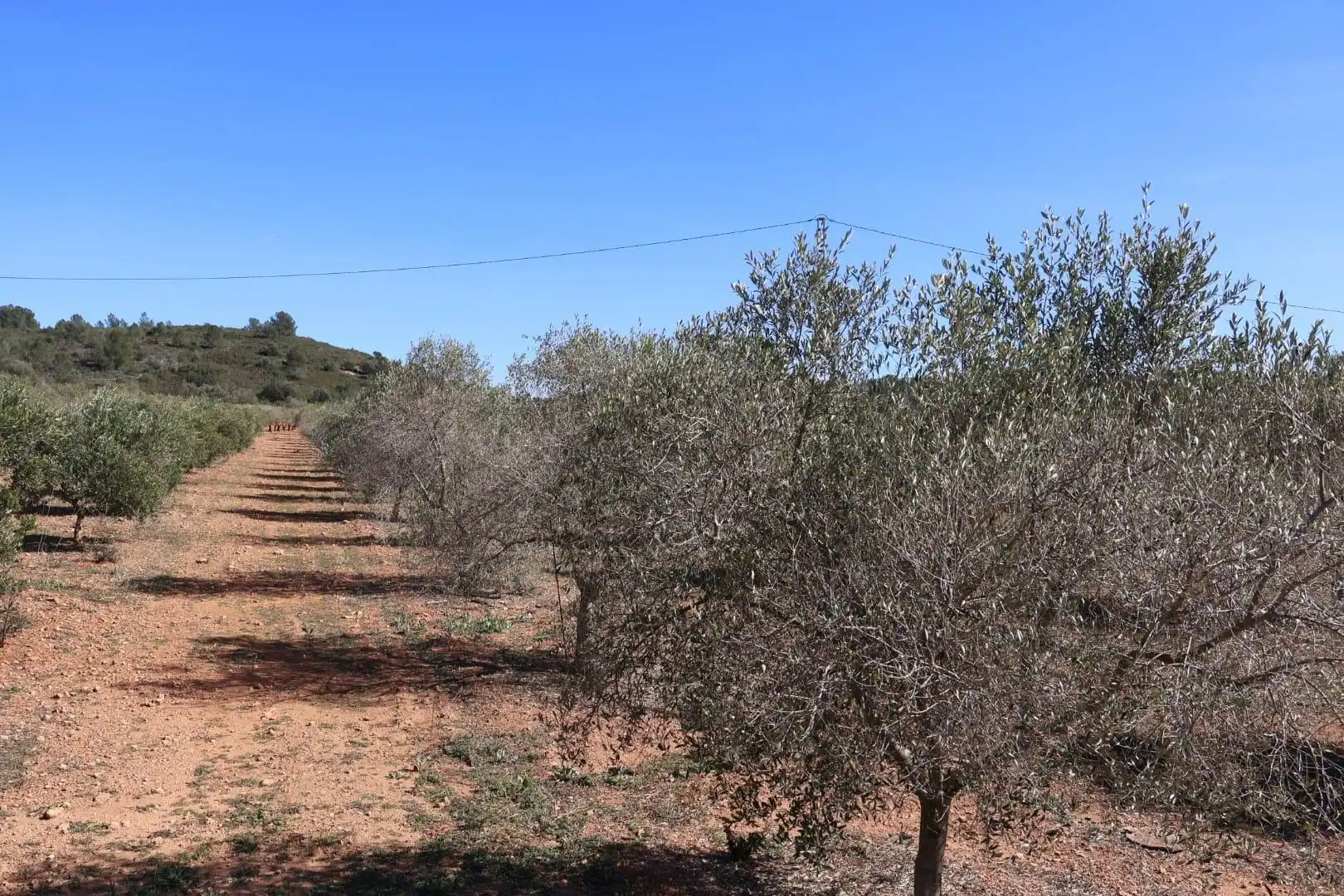 Terreno en venta en BARONA, Vall d'Alba