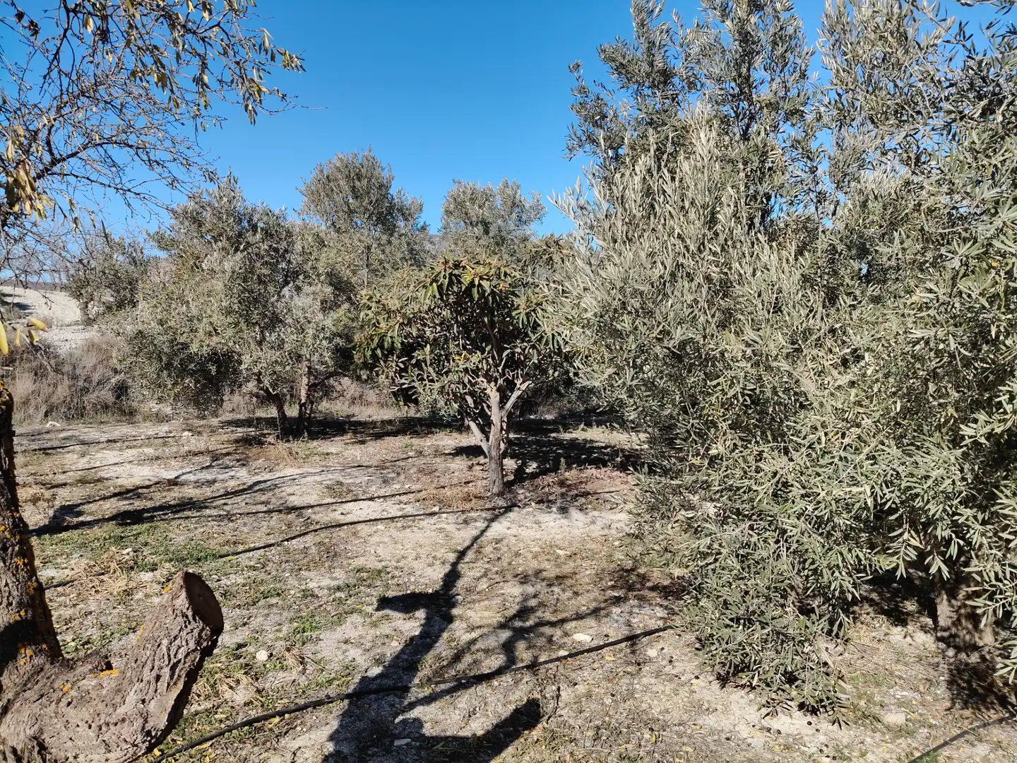Terreno rústico en venta en Cortes de Baza