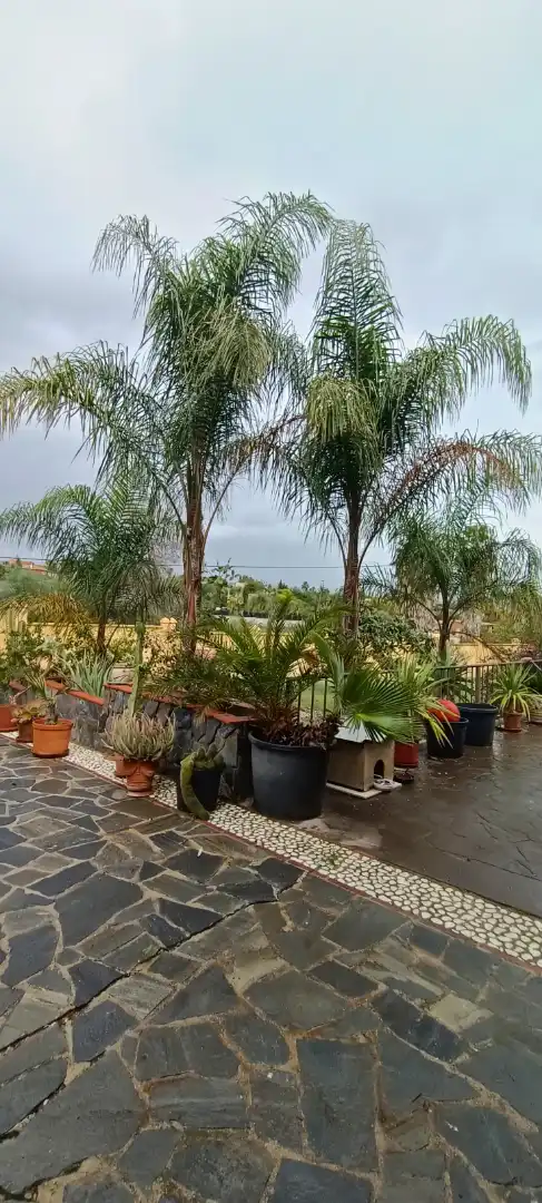 Terrace of Houses for sale in Alhaurín de la Torre  with Private garden, Terrace and Swimming Pool